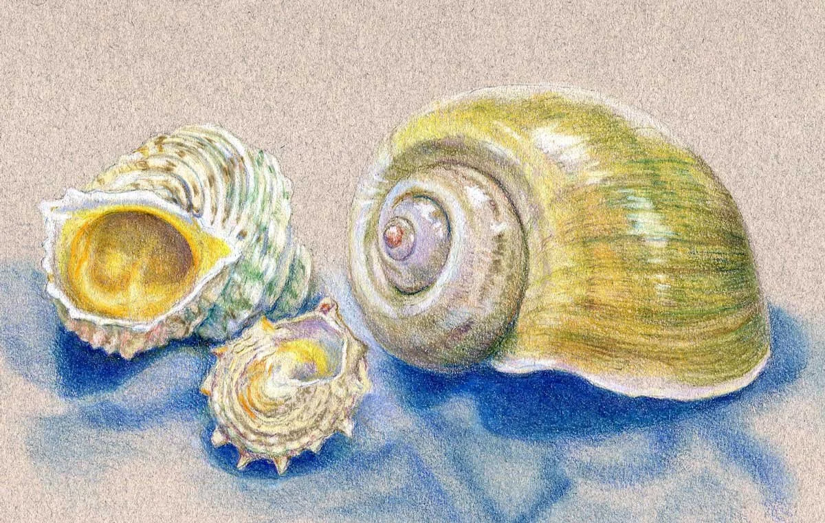 Alice_Kenny_Spiral_Shells_6.5wx4.125h_88.jpg