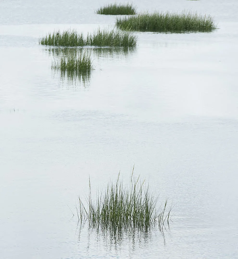 Myra_Hafetz_In_the_Pond_photo_7x5.5.jpg