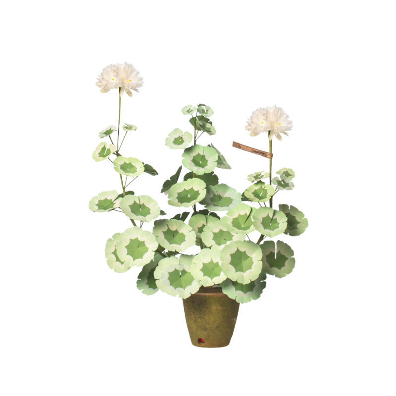 Geranium Plant in White