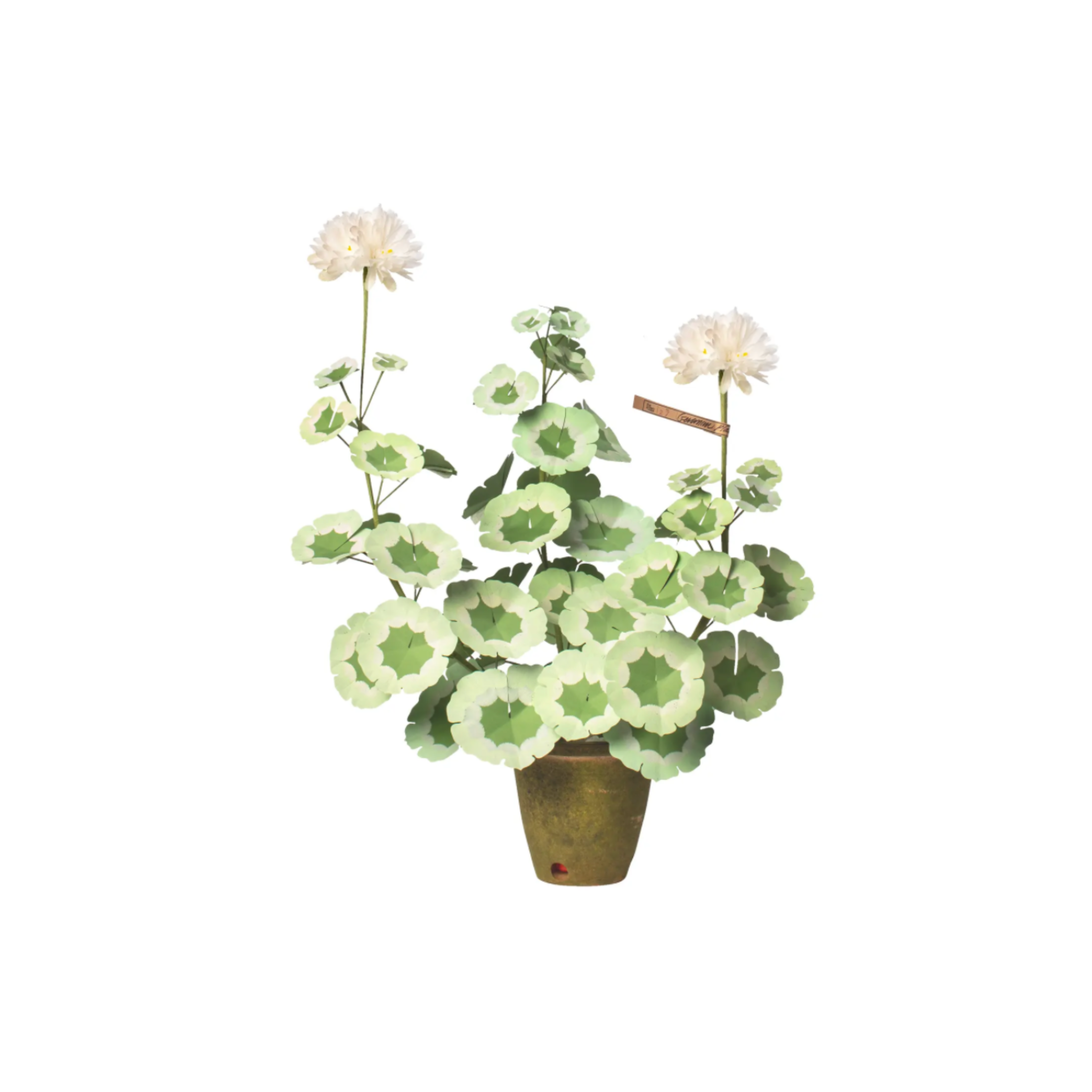 Geranium Plant