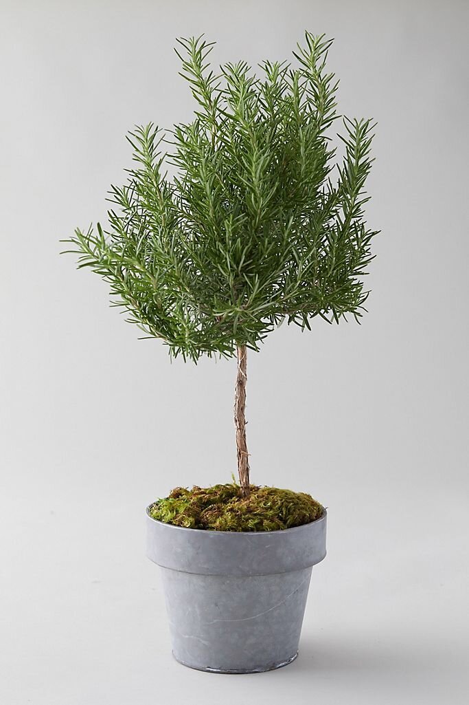 Anthropologie Topiary