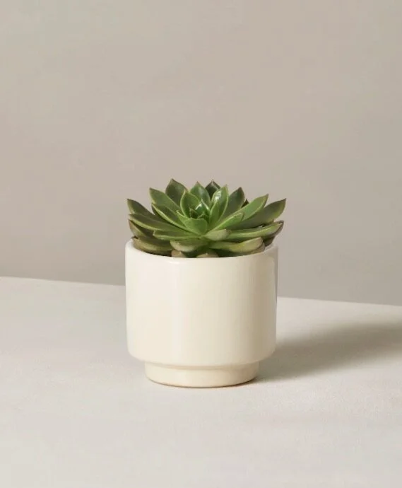 The Sill Echeveria
