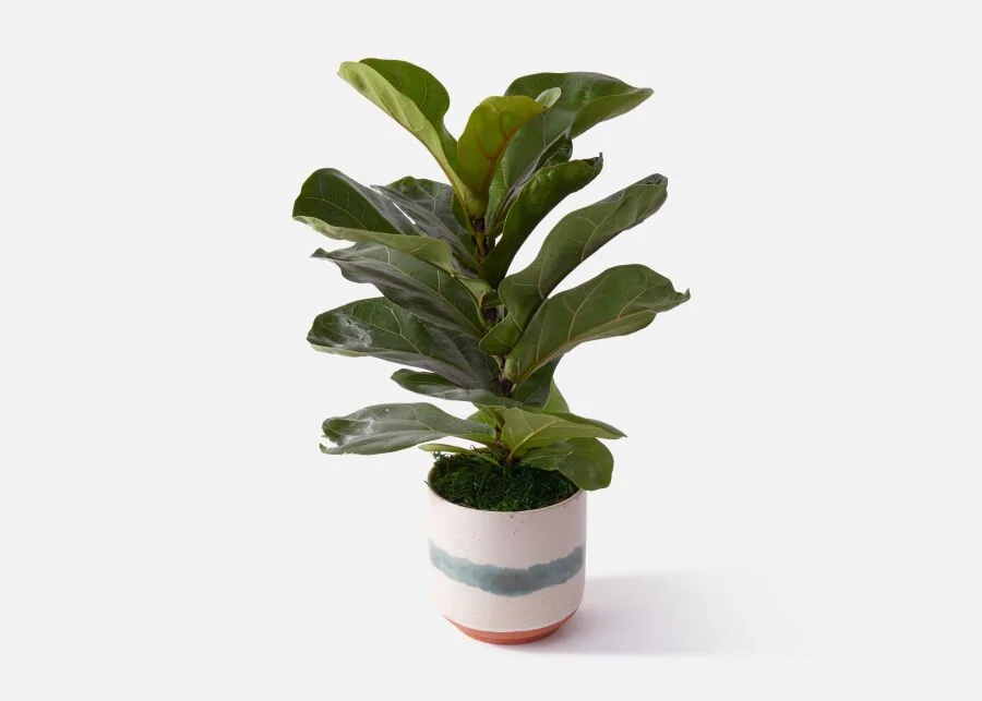 Urban Stems The Fiddle