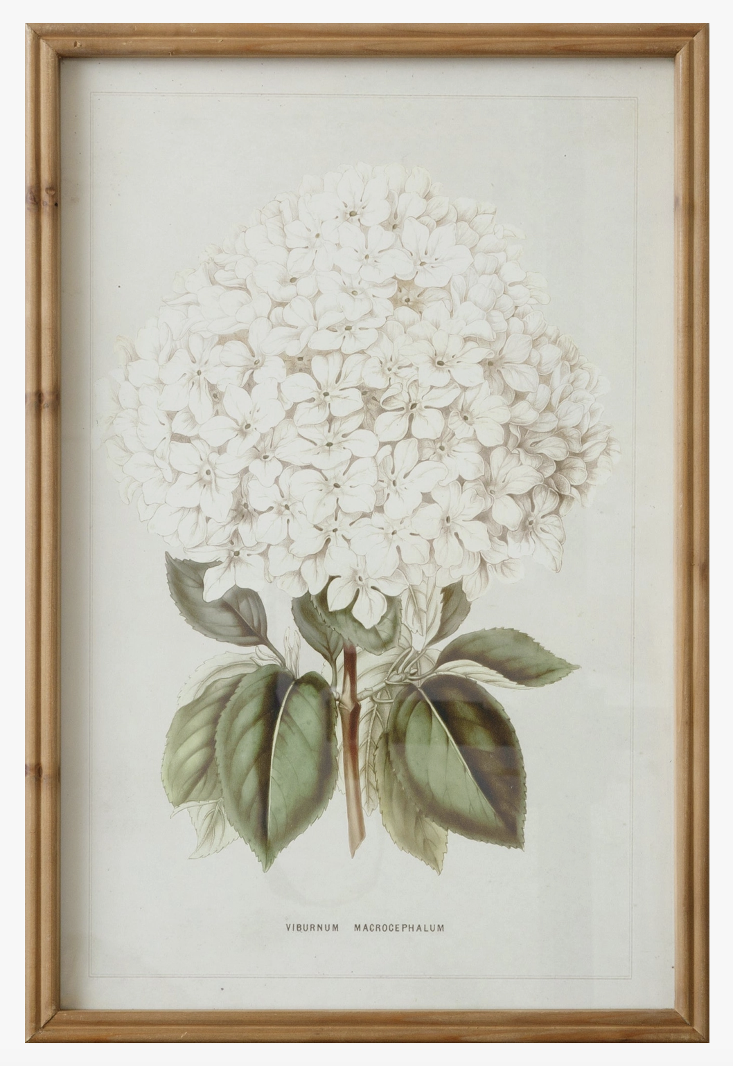 Framed Print - White Hydrangea
