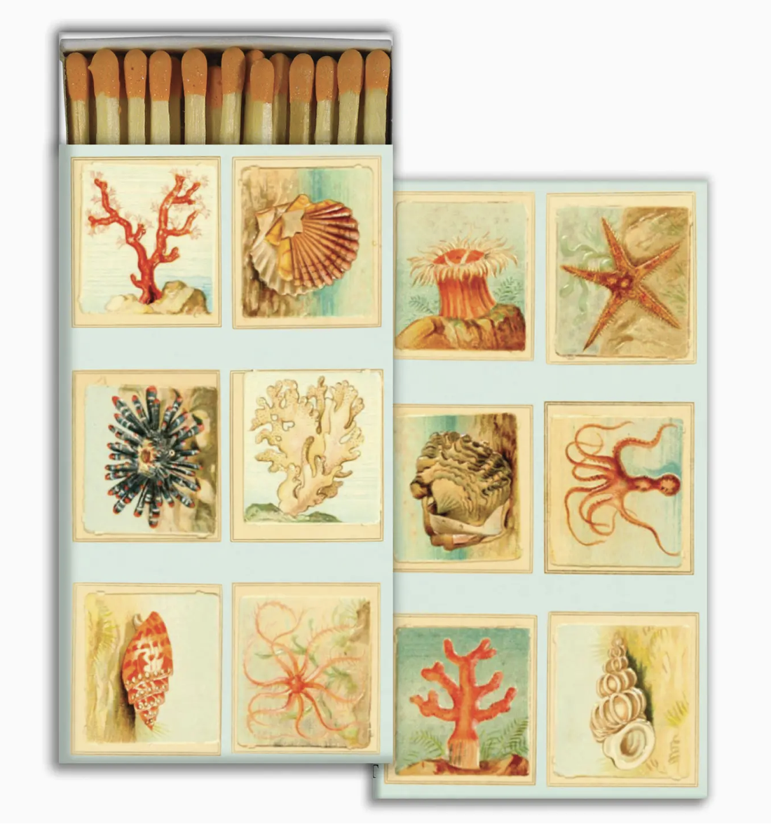 Matches - Mollusks, Coral, Seastars