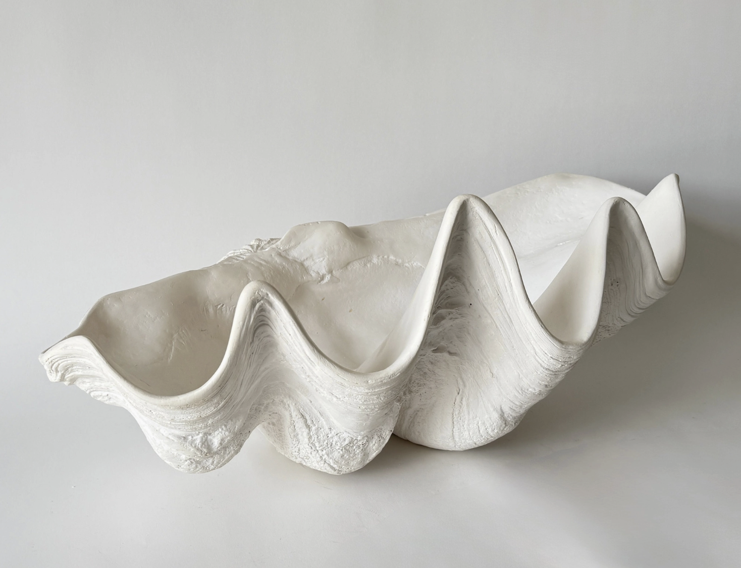 Indian Ocean Clam Shell
