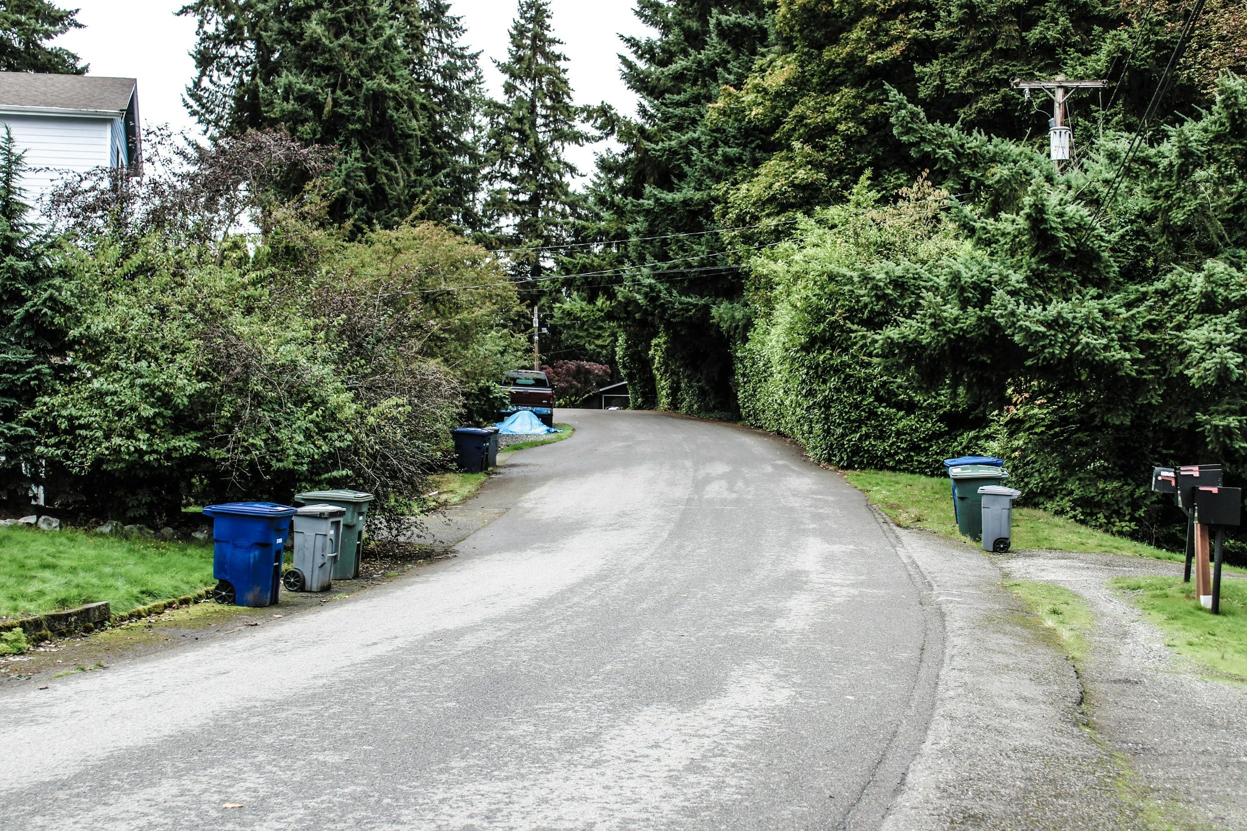 A residential street lined with tall evergreen trees and shrubs on both sides. Several trash cans are placed along the curb, and a house with white siding is visible on the left. The street is empty and slightly curved, with a utility pole and wires overhead.