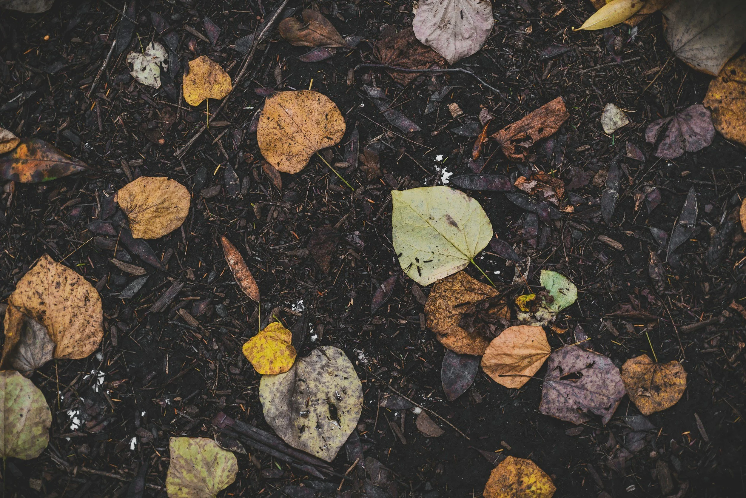fallen yellow, brown, and purple leaves on dark, damp soil with small twigs and debris