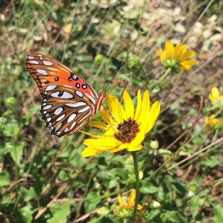 So very surprised to catch the migration of the Gulf Fritillary down the Atlantic coast towards Florida and beyond! Their white spots are so reflective in the sun.  So sparkly in the air, as hundreds flew by! Look close in the second video, to see se