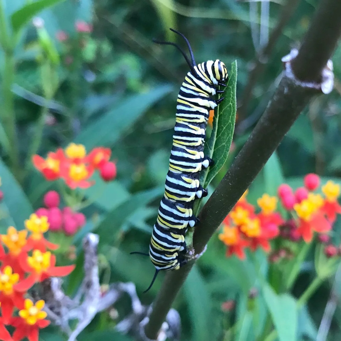 The past few years, I hardly saw any Monarch butterflies. We decided to plant Milkweed, not too pretty of a name for a pretty flower. This Monarch Caterpillar is sharing this plant with three others and a chrysalis! See the next photo for that. #very