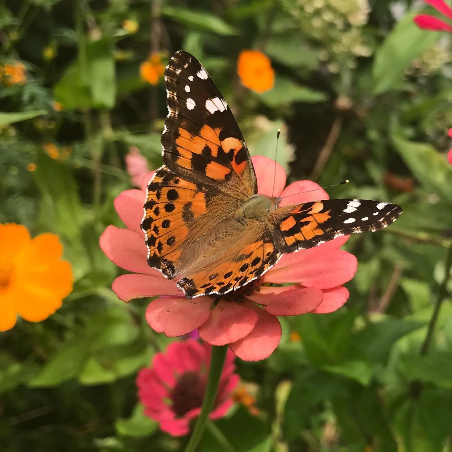This Painted Lady Butterfly was holding on the the last day of Summer. They are the most wide spread butterfly in the world! They are everywhere except for Australia and Antarctica but this one was in my backyard last evening.  #paintedladybutterfly 