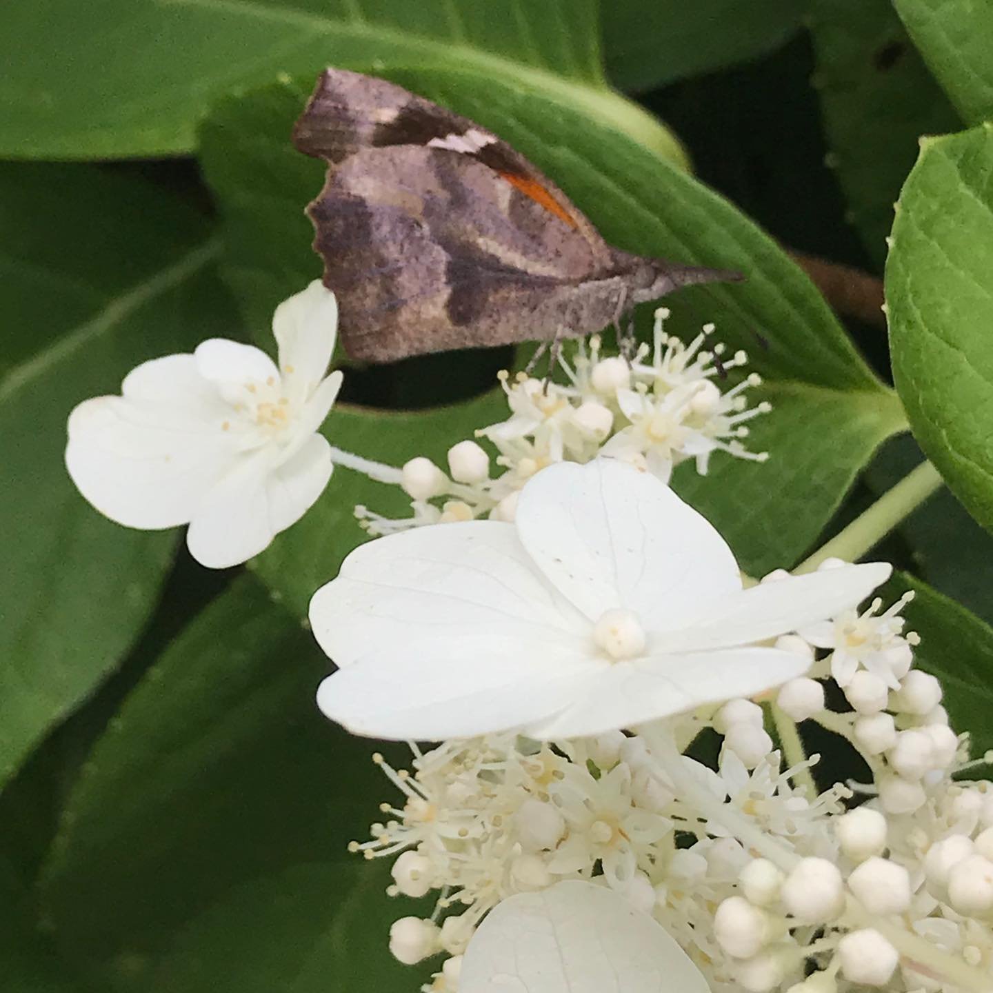 You can see it now but if it had landed on the bark of a tree, no one would see it! This is an American Snout butterfly. Funny name but very fitting! #butterfliesofinstagram #americansnoutbutterfly #butterflymigration #kentuckyproud