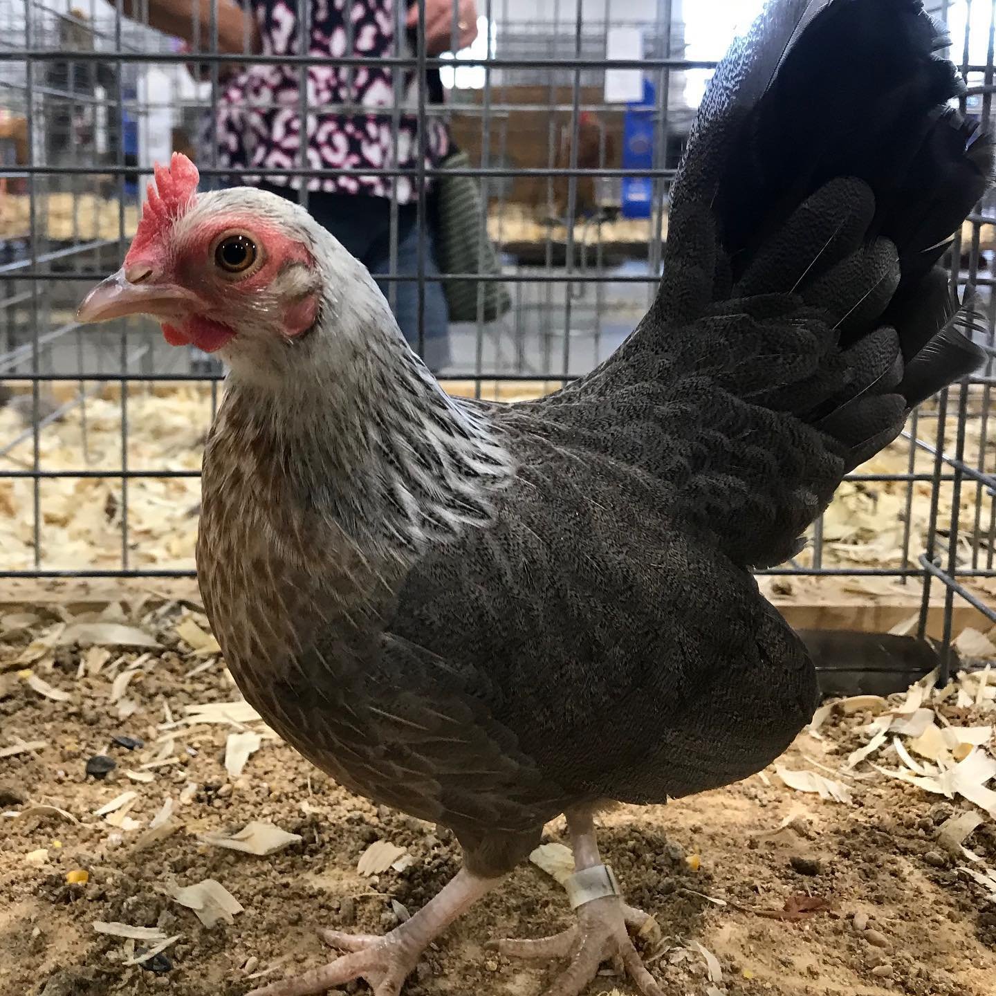 Chicken judging at the Kentucky State fair is always a favorite! Amazed at all of the different breeds! These birds are always so pampered. #chickenlittle #fancyfowl #kentuckystatefair #kentuckyproud