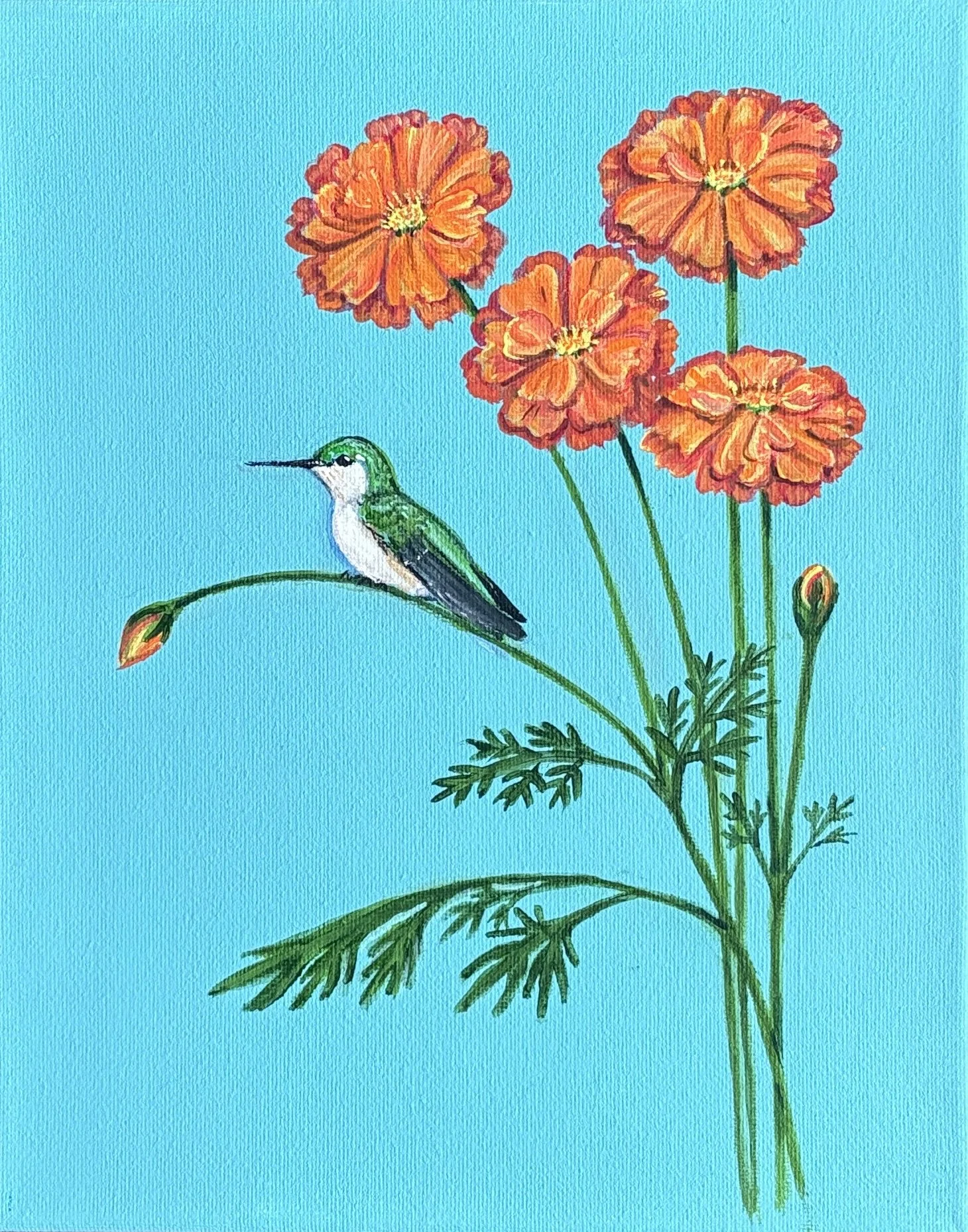 Ruby-throated Hummmingbird on Orange Cosmos