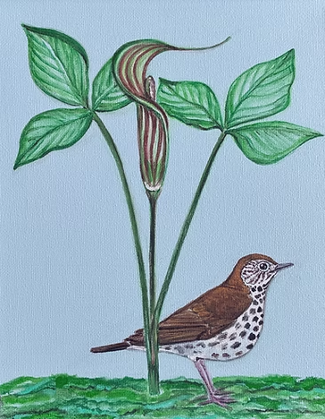 Wood Thrush Under a Jack-in-the-pulpit