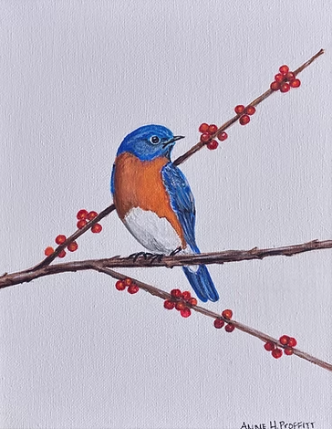 Eastern Bluebird on a Possum Holly Haw