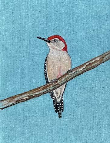 Redbellied Woodpecker