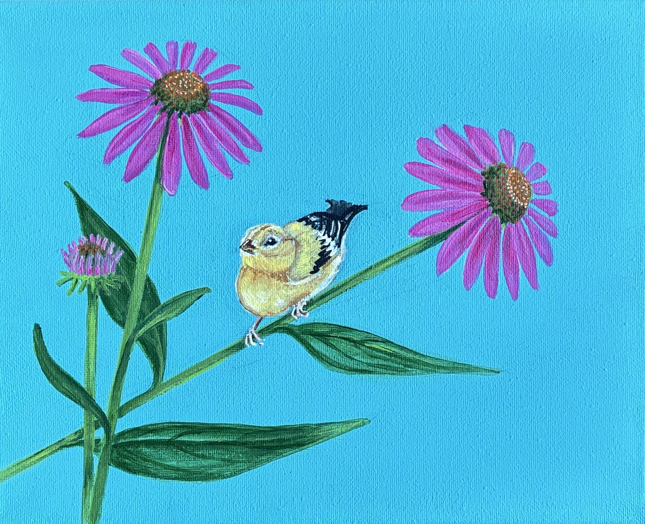 American Goldfinch on a Purple Coneflower