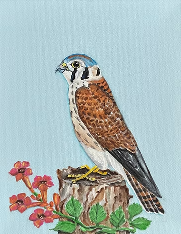 American Kestrel on a Trumpet Vine