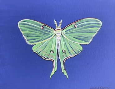 Luna Moth