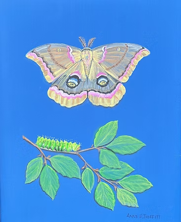 "Metamorphosis"