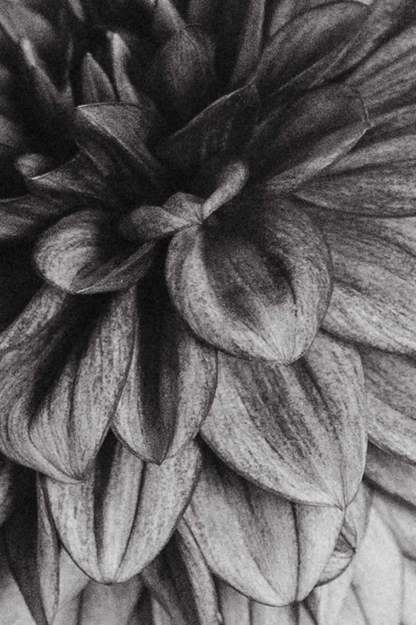 Close-up black and white photo of a flower with detailed petals.