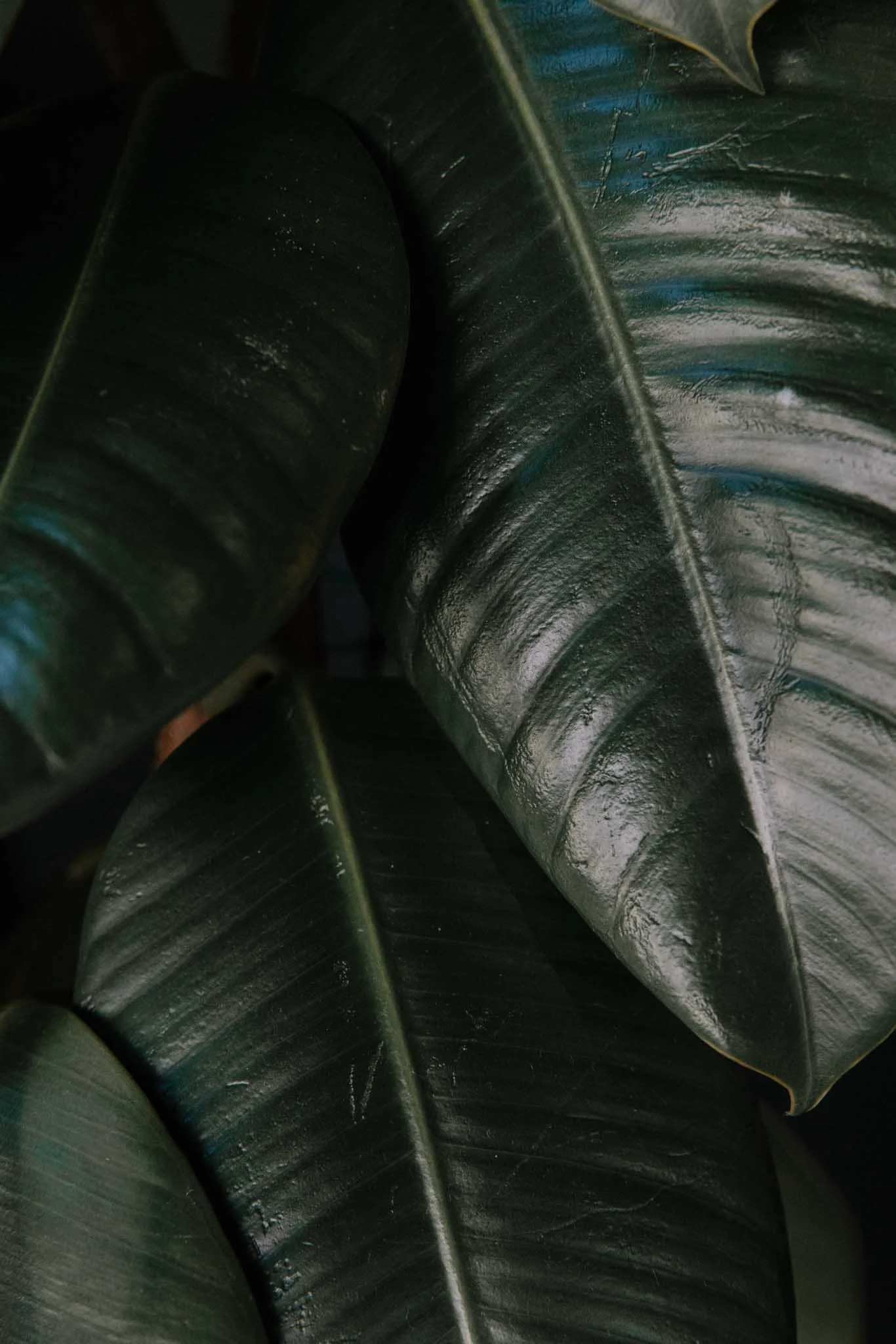Close-up of large green tropical leaves with ridges and glossy surface.