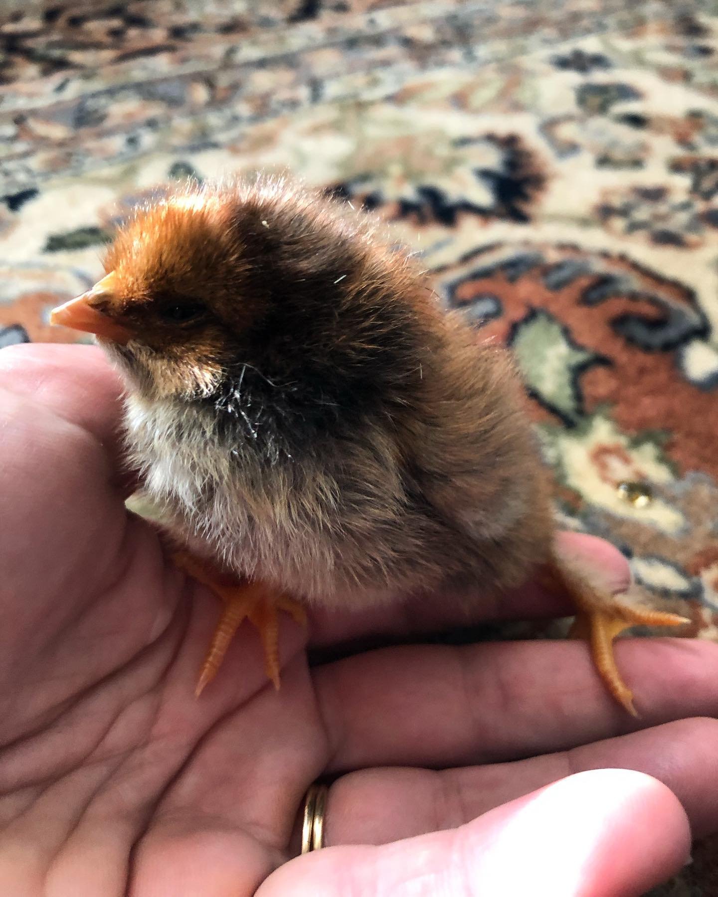 A tiny, fluffy chick with brown and yellow feathers being held in a person's hand, with a colorful patterned rug in the background.
