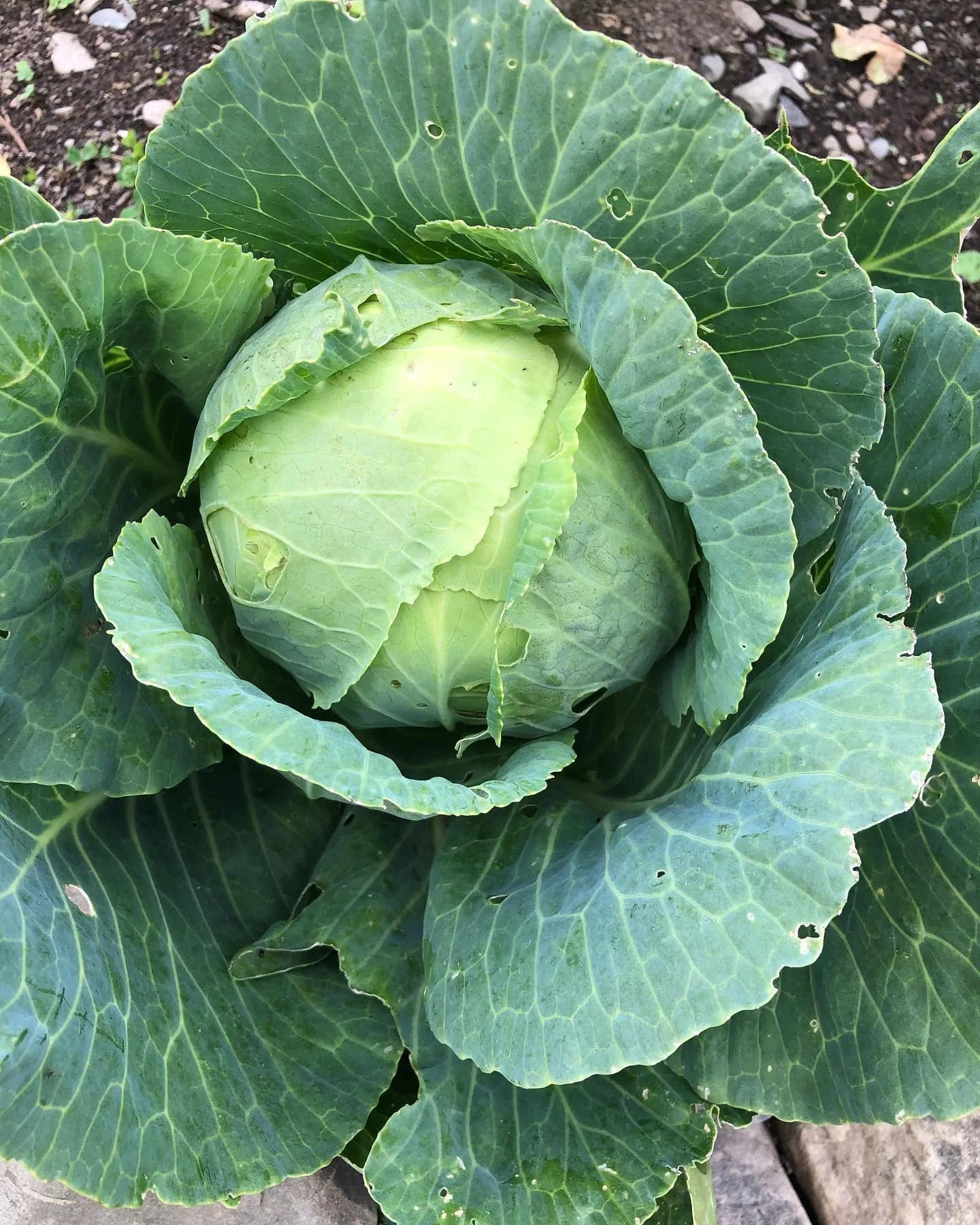 A close-up of a green cabbage plant growing in soil, with large leafy outer leaves and a compact head of leaves in the center.