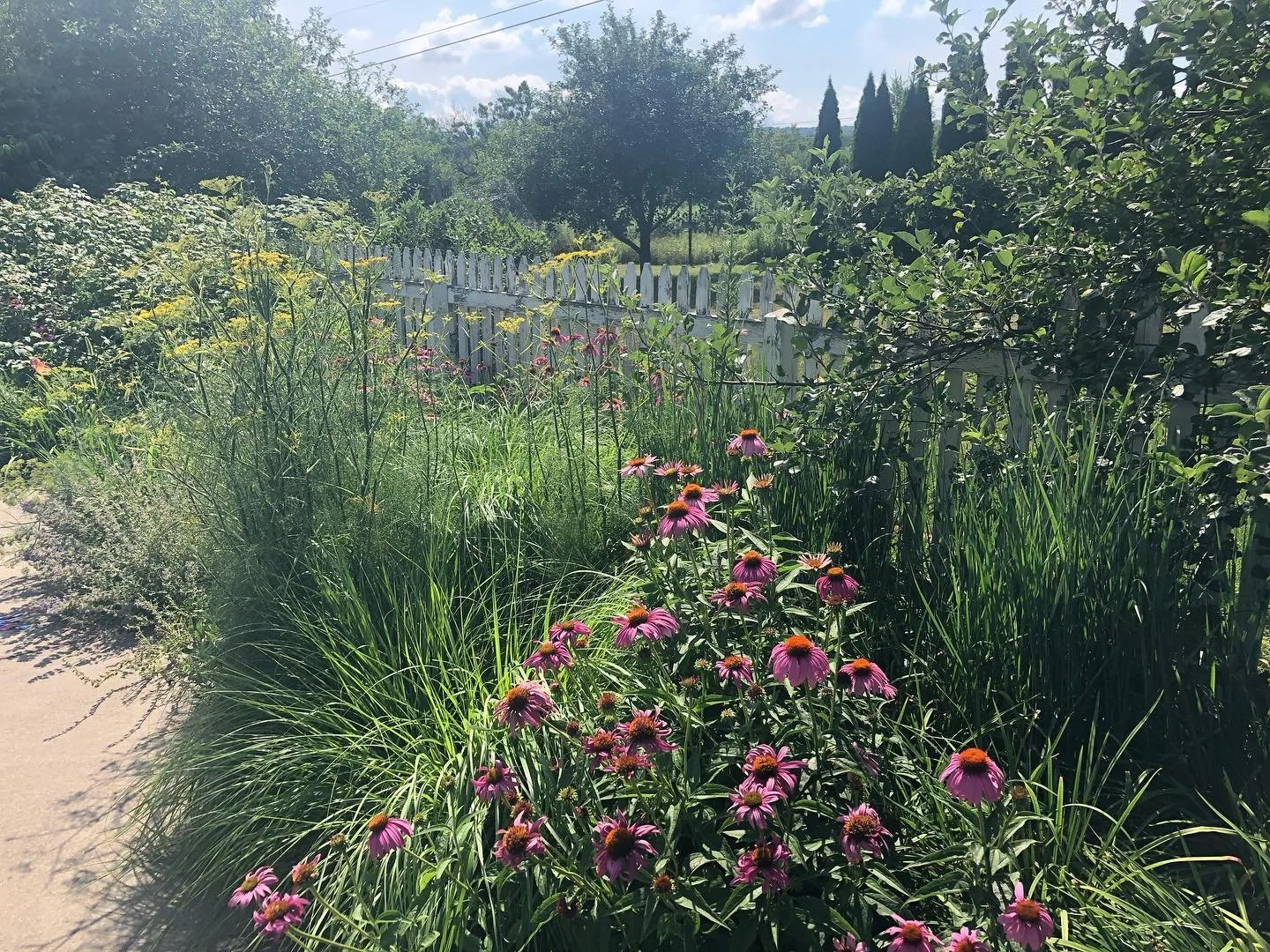 A lush garden with pink coneflowers, tall grasses, and various green shrubs behind a white picket fence, under a partly cloudy sky during daytime.