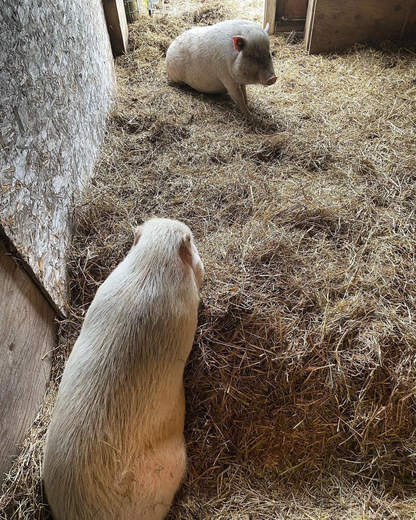 Two pigs in a barn with straw bedding, one sitting near the wall and the other standing a few feet away, facing each other.