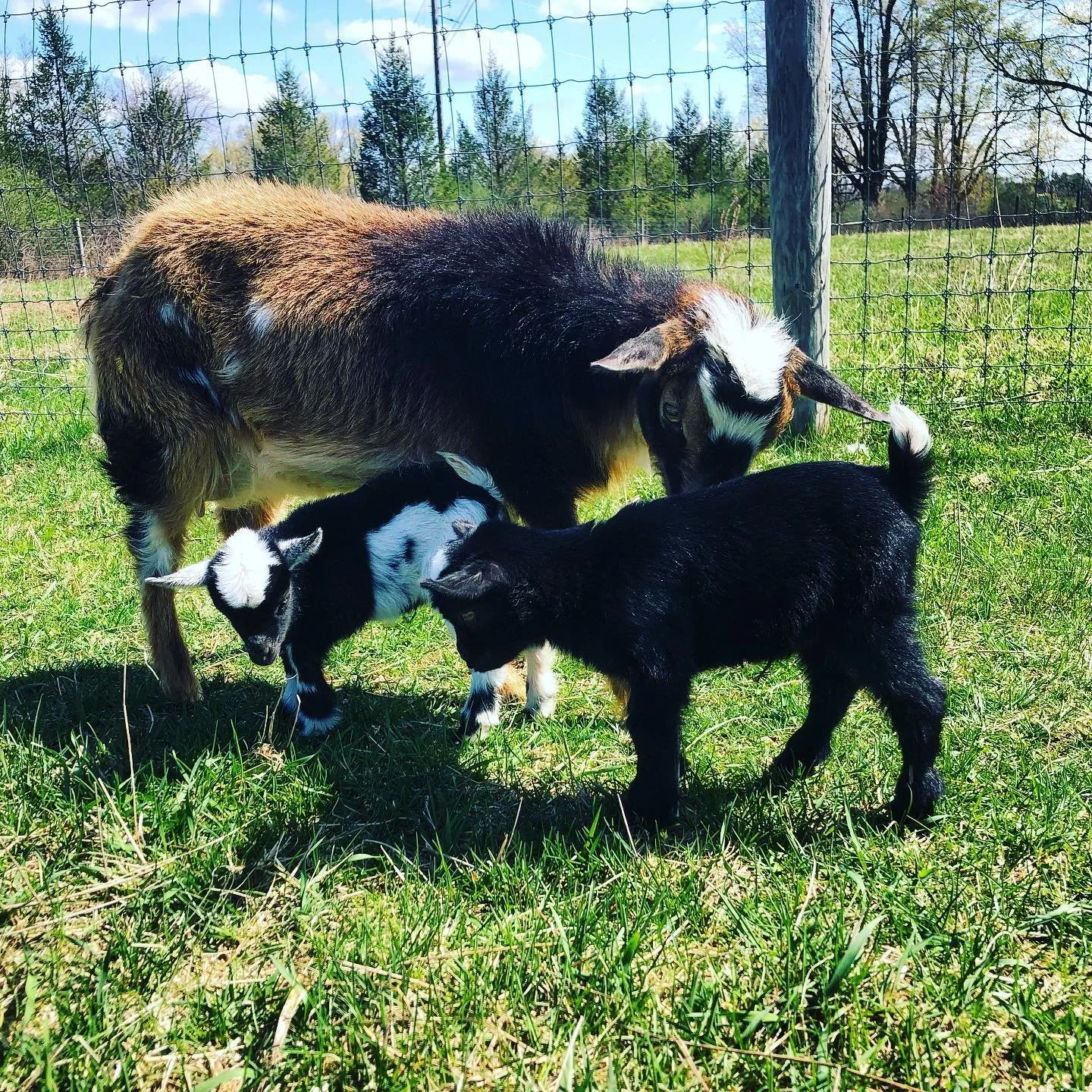 A goat and two baby goats on a grassy field with a chain-link fence and trees in the background.