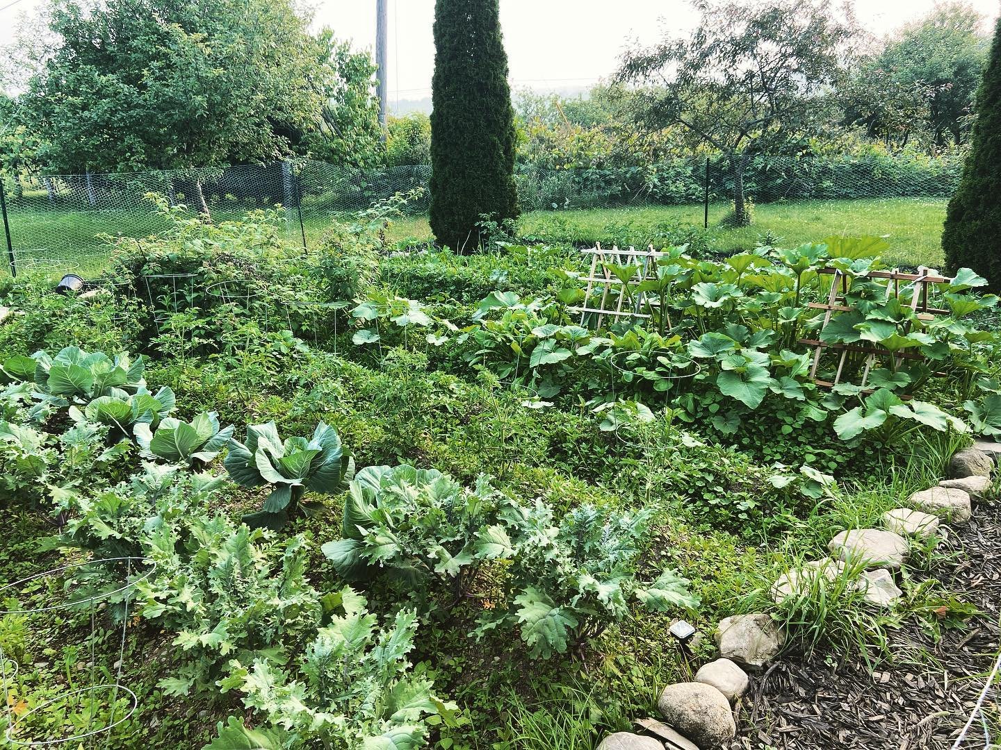 A lush vegetable garden with leafy greens, climbing plants supported by wooden trellises, and a mix of trees and shrubs in the background, enclosed by a wire fence.