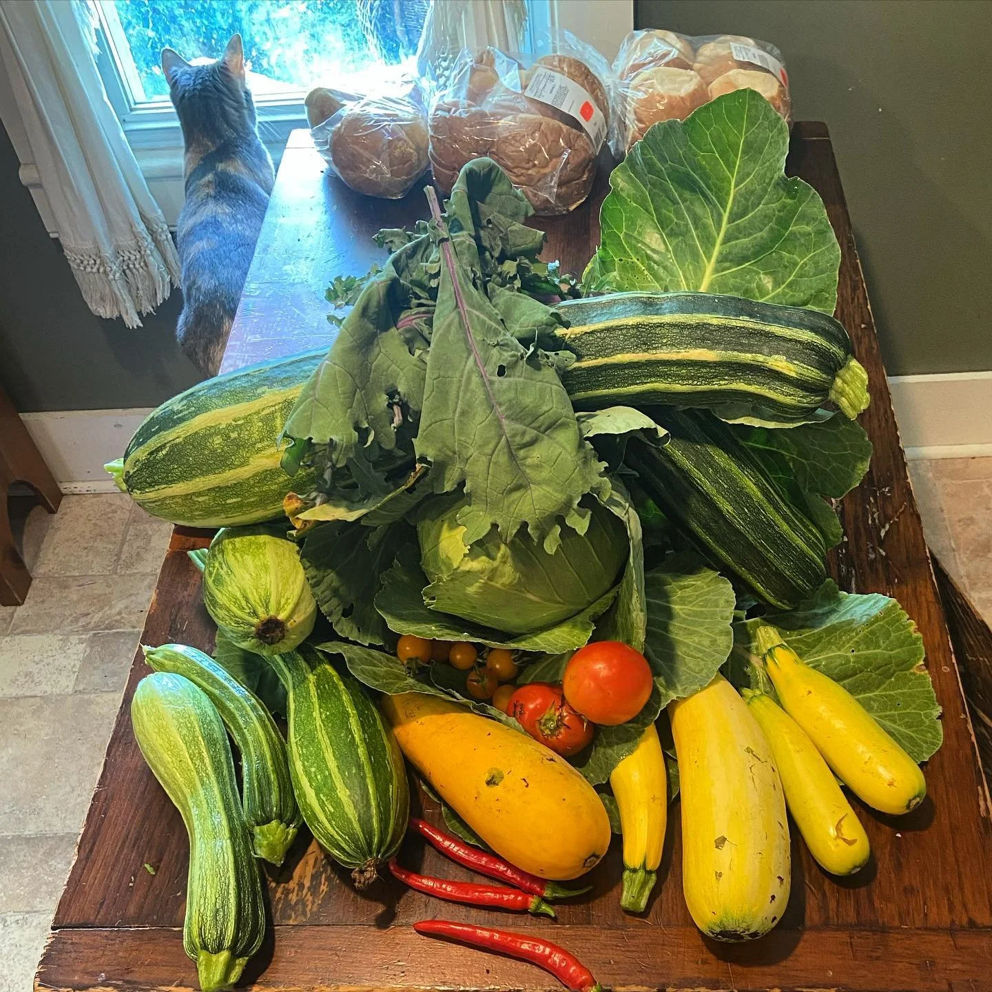 Fresh assorted vegetables including zucchinis, tomatoes, lettuce, and gourds on a wooden table, with a cat looking out the window in the background.