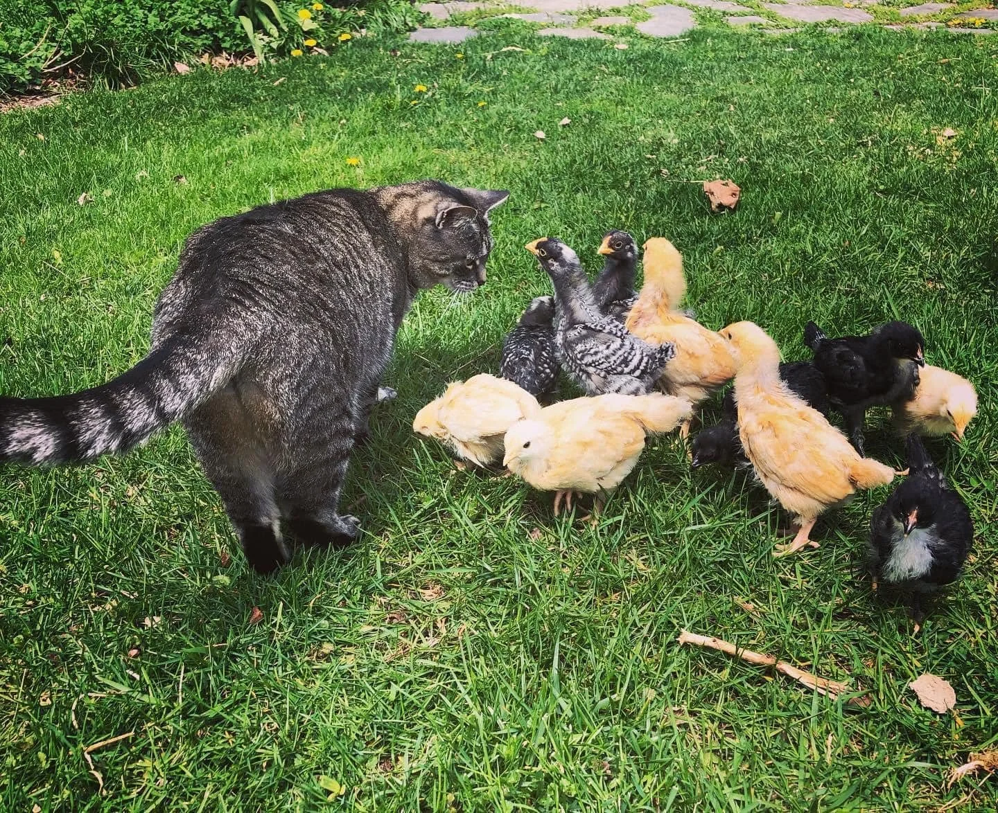 A black cat with gray and white markings on its back and tail, standing on grass and looking at a group of poultry, including yellow, black, and striped chicks.