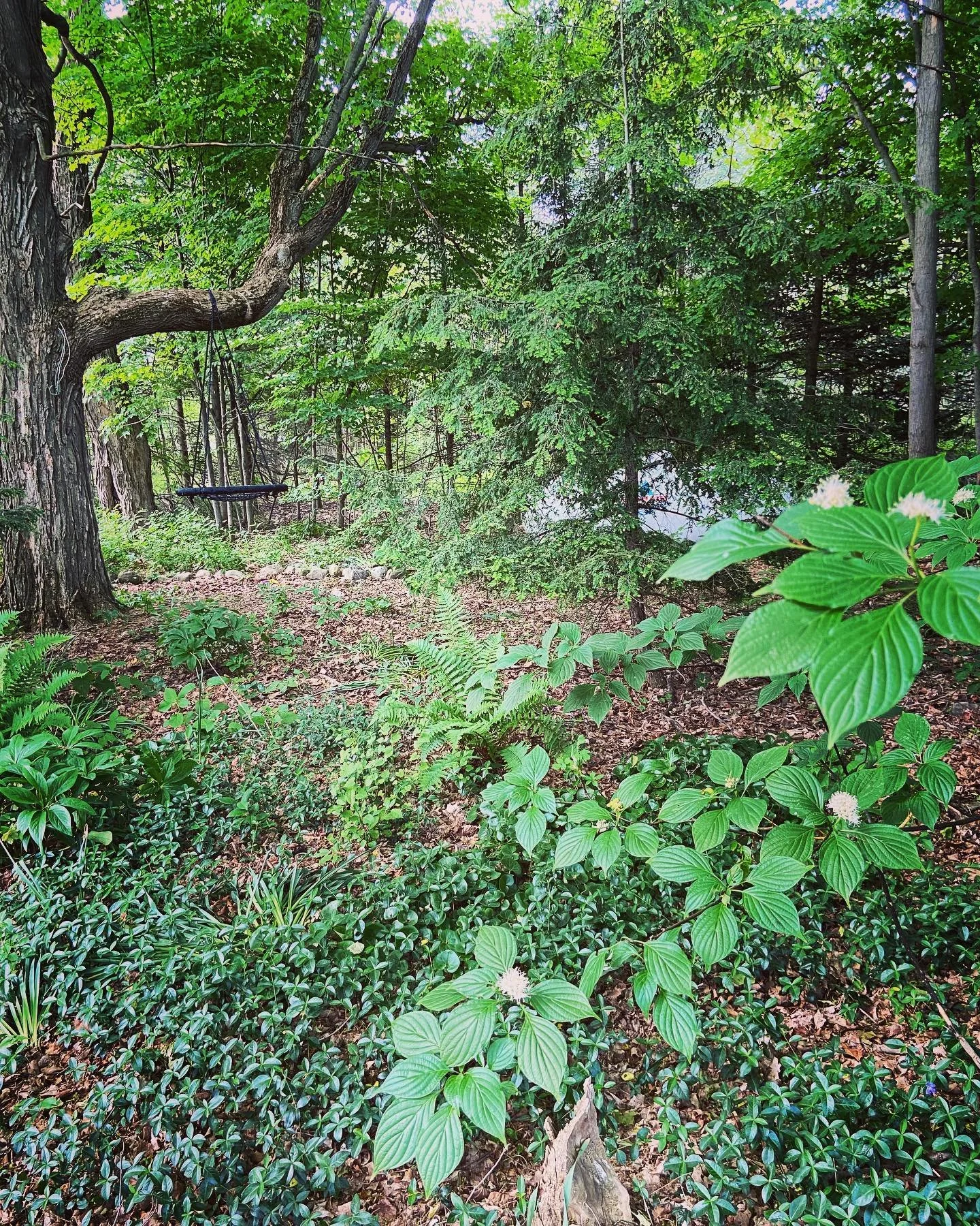 A lush green wooded area with a tree swing hanging from a branch, surrounded by various green plants and foliage.