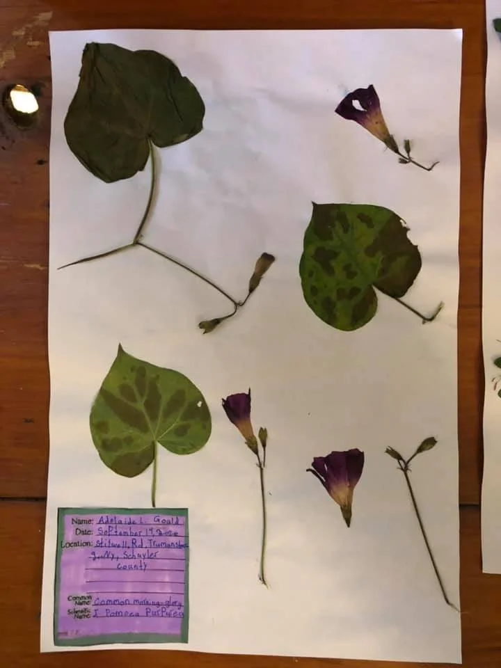 Pressed leaves and flowers arranged on white paper with a purple label. The label includes a name, date, location, and botanical names of the pressed plants.