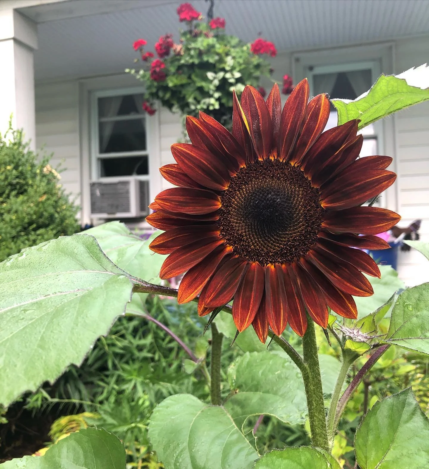 A close-up of a dark red sunflower with broad green leaves in the foreground, a house with a window, an air conditioning unit, and hanging pink flowers in the background.