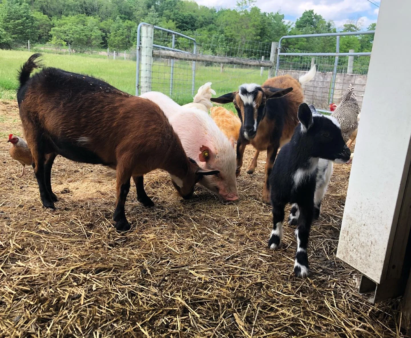Various farm animals including goats, pigs, chickens, and a zebra in an outdoor pen with grass and trees in the background.