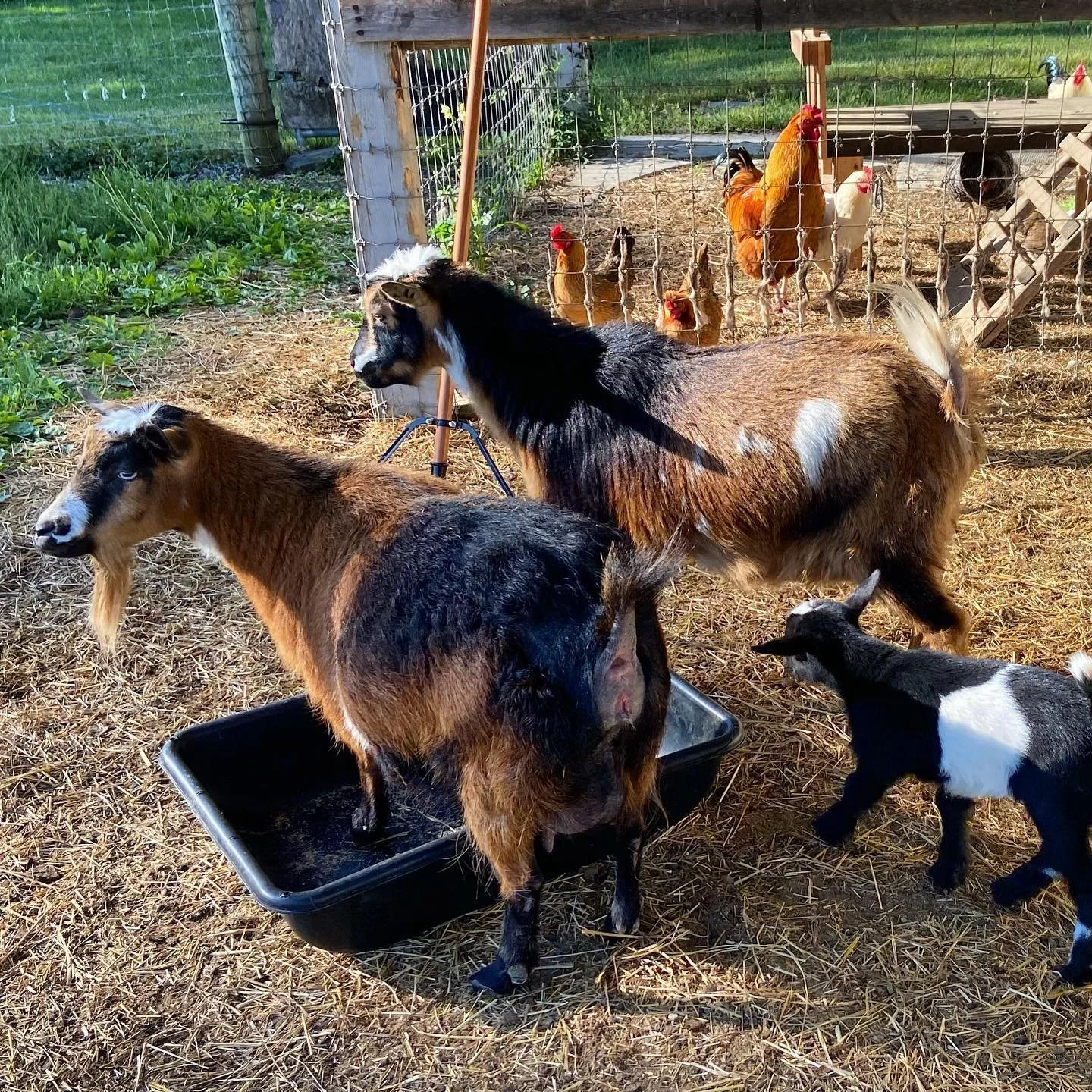 A small goat standing on a black feed tray, with another goat and a kid nearby, on a farm with chickens and a fenced area in the background.