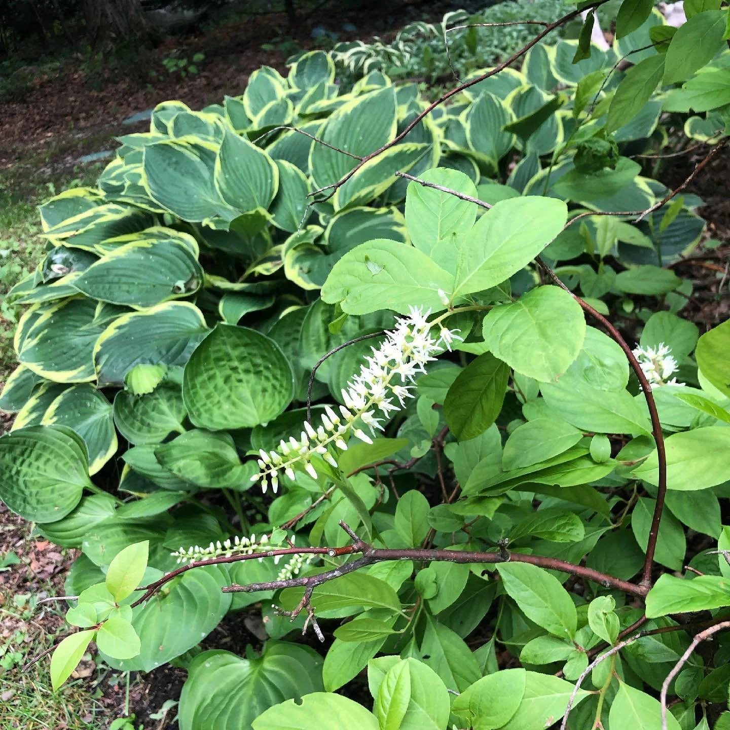 Close-up of green foliage with variegated leaves and white flowers on a garden bush.