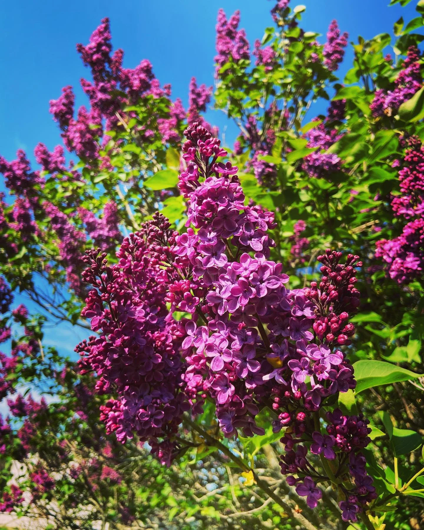 Purple lilac flowers blooming against a bright blue sky with green leaves.