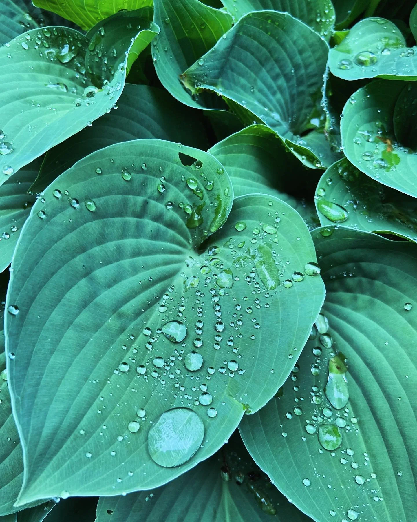 Close-up of green hosta leaves with water droplets.