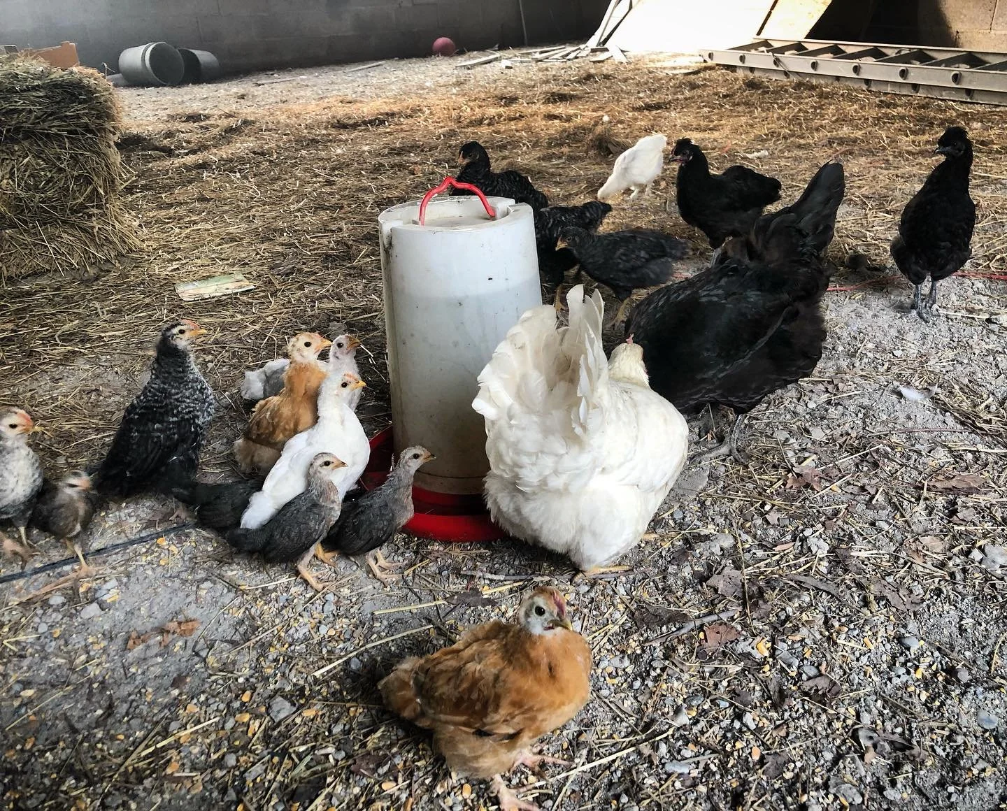 Various chickens and chicks gathered around a white water container in a farm enclosure with straw and gravel on the ground.