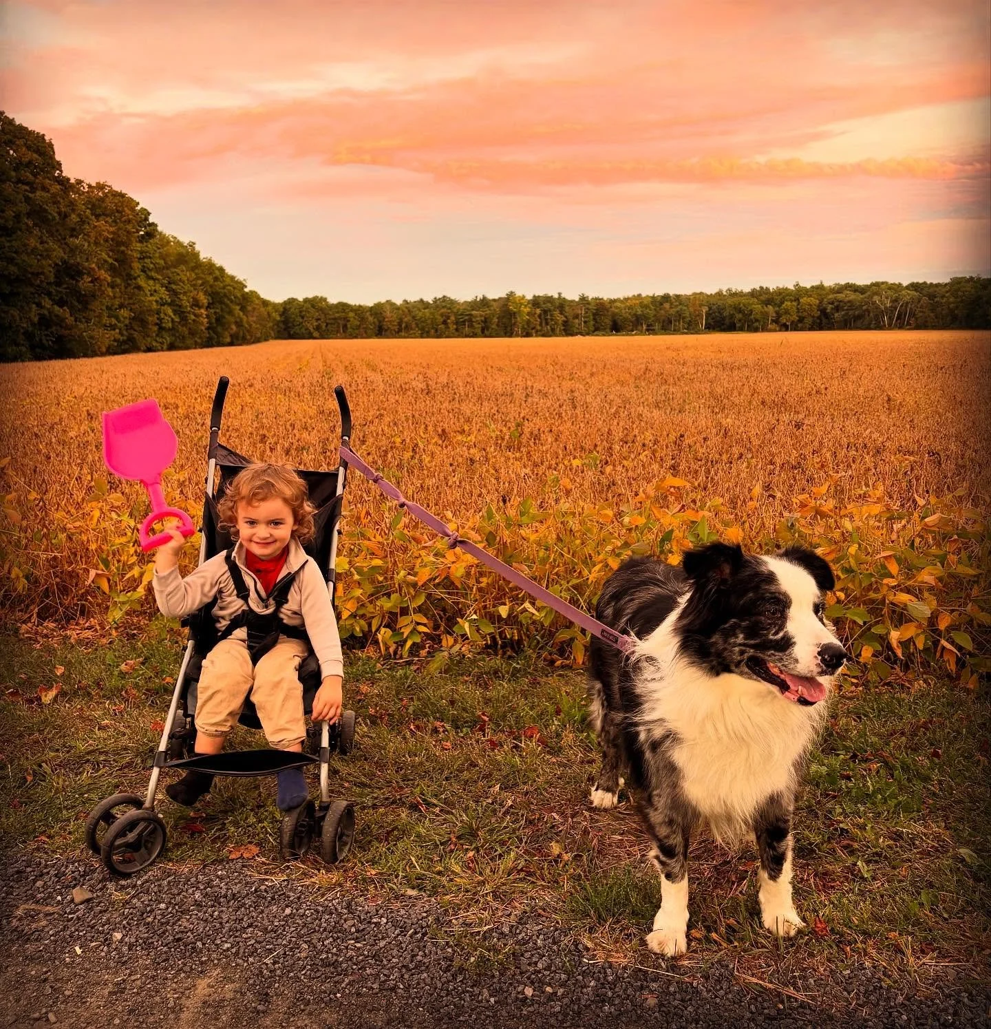 A young girl sitting in a stroller beside a black and white Border Collie dog on a leash, with a field and sunset sky in the background.