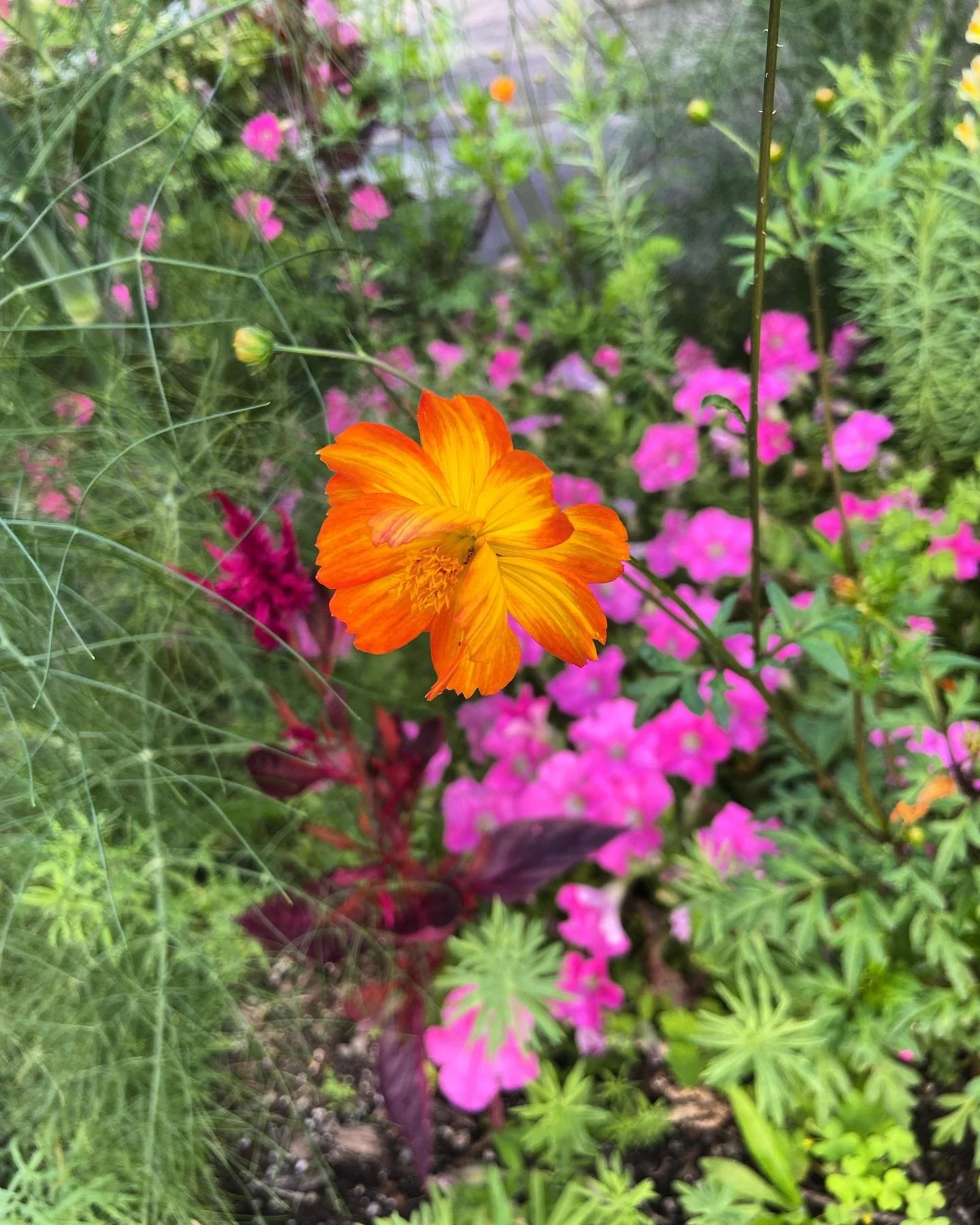 Orange flower with yellow streaks surrounded by pink and green flowering plants.