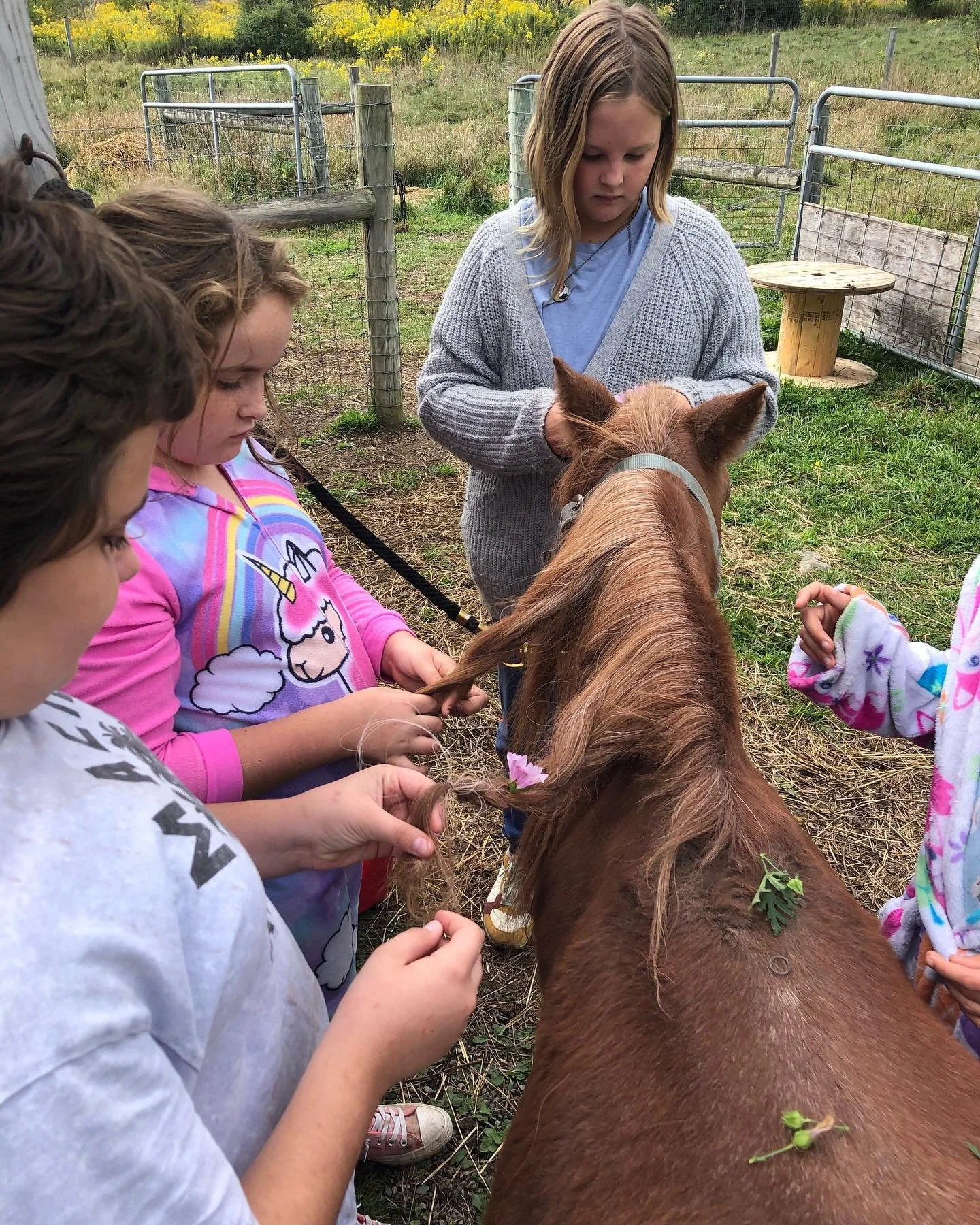A group of children and a woman are gathered around a small horse in an outdoor farm setting. The children are holding the horse's tail and some are touching it, with grass and a fenced area in the background.