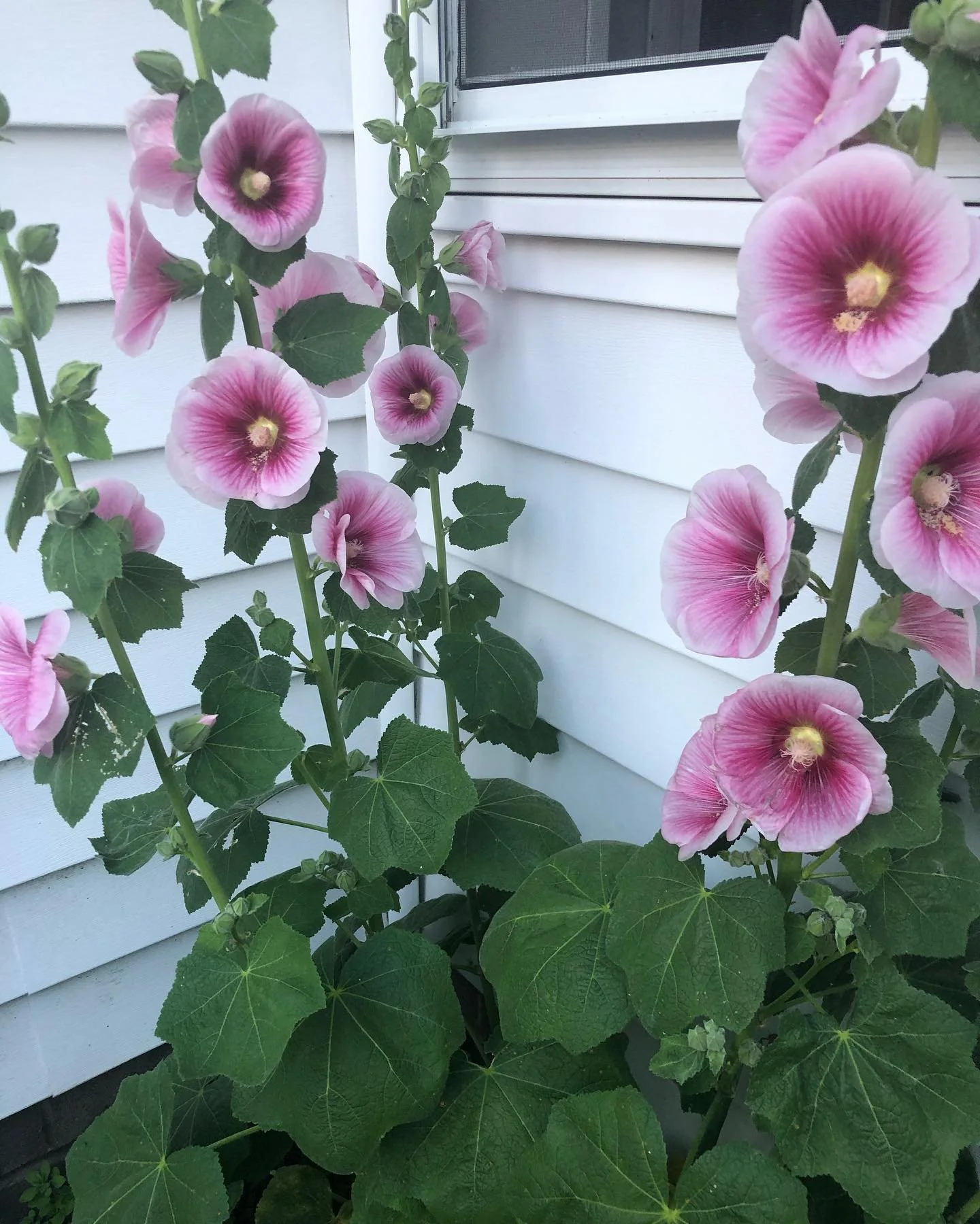 Pink hollyhock flowers blooming beside white house siding.