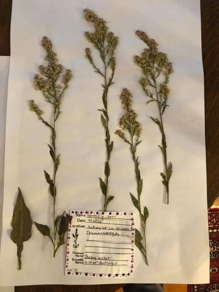 Four dried plant stems with green leaves and small yellow flowers laid out on white paper on a wooden surface.