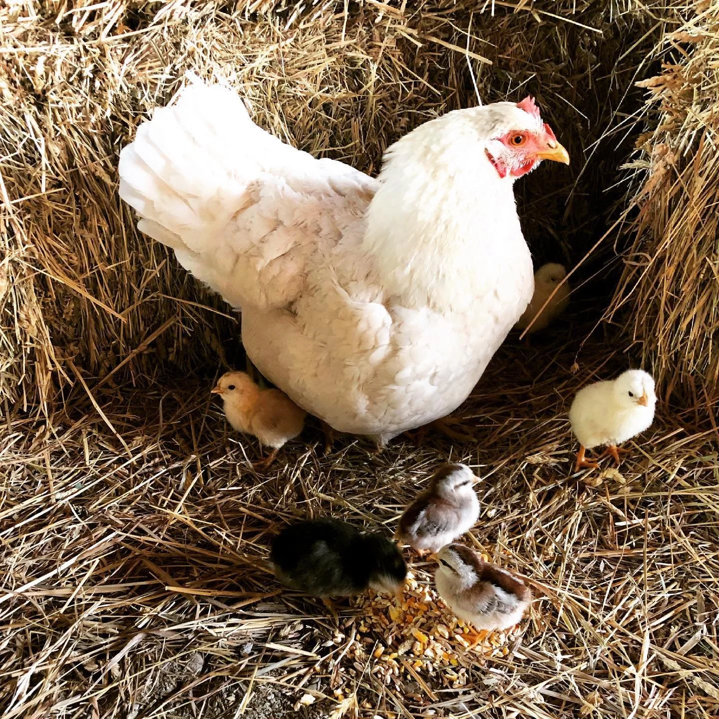 A white hen sitting in a nest of straw with several chicks around it, some feeding on grains.